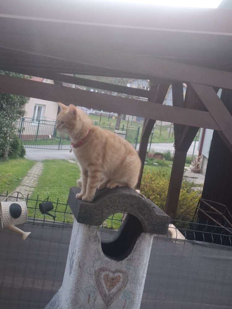 Cat
